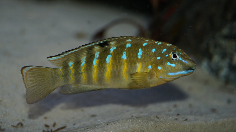 Tanganicodus cf. irsacae 'Tembwe (Deux)'